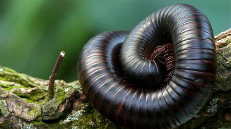  Brandungs-Millipede: Ein faszinierender Tausendfüßler mit einer Vorliebe für nasse Küstengebiete!