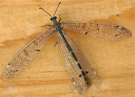  Daisies Delightful Dancing Damselflies: A Closer Look at These Ethereal Creatures