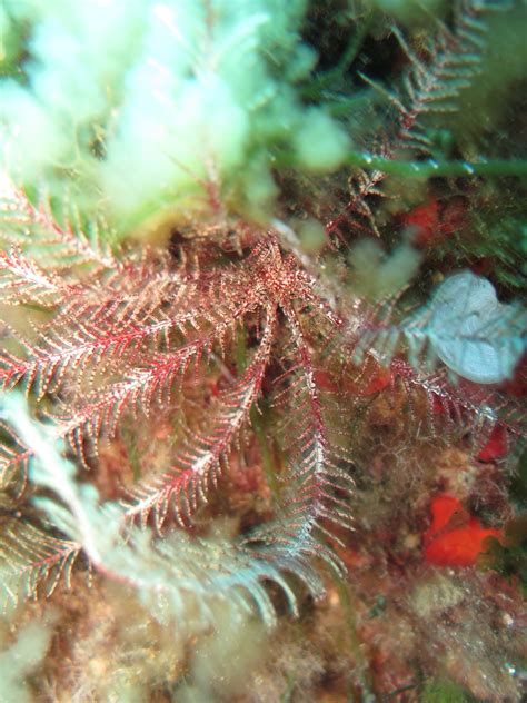  Vorticella! Ein winziger Wirbelwind der Unterwasserwelt