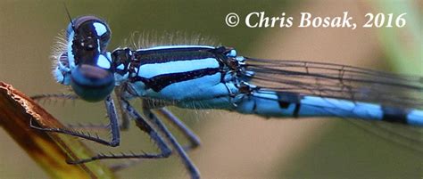  Daisies Delightful Dancing Damselflies: A Closer Look at These Ethereal Creatures