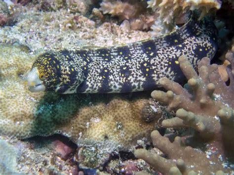  Eel - Ein Meister der Tarnung, der sowohl im Süßwasser als auch im Salzwasser zuhause ist!