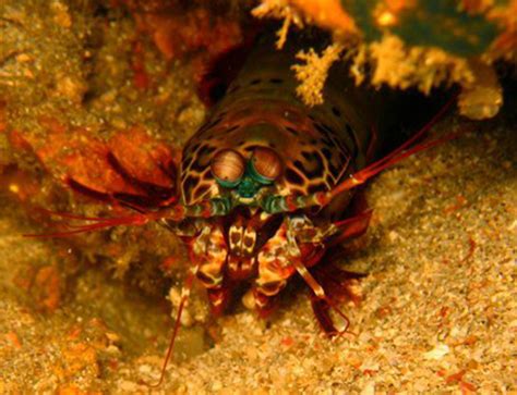  Queer Shrimp! A Tiny Crustacean Embracing the Weird and Wonderful World Under the Waves