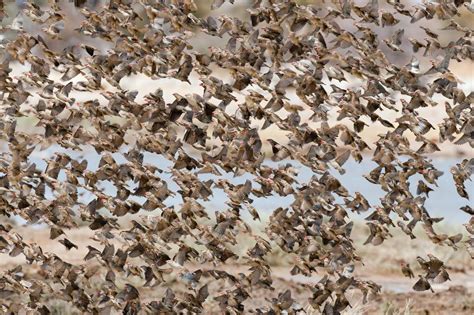  Quelea! Ein faszinierendes Vogelgeflüster mit Millionen von Stimmen und einem unaufhaltsamen Zugverhalten