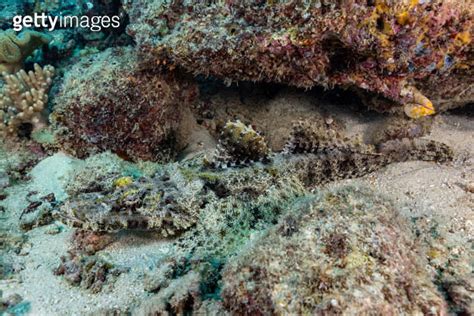  Triton! Ein Meister der Tarnung und gleichzeitig ein flinkes Raubtier im Gewässer