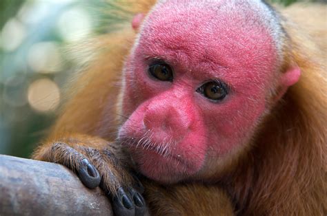  Uakari - Ein Primat mit roten Gesichtern und einem rätselhaften Lebenswandel!