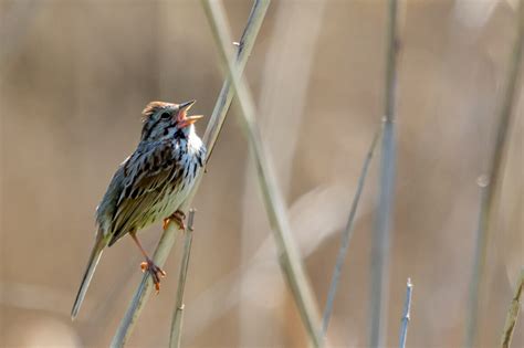  Ufowähler! Ein faszinierender Blick auf den Vogel, der durch seine einzigartige Federfärbung und seinen unwiderstehlichen Gesang die Herzen der Menschen erobert