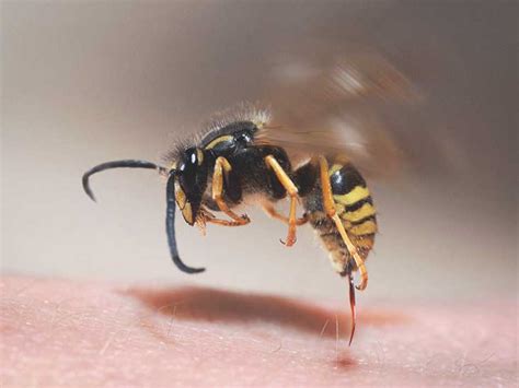  Yellowjacket: Ein winziger Streiter mit einem Stich, der mehr als nur ein bisschen wehtut!