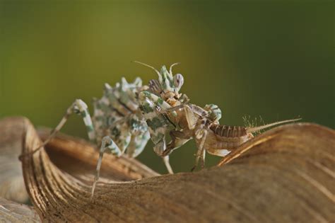 Isopoda! Diese faszinierenden Meerestiere sind Meister der Tarnung und haben eine unglaubliche Anpassungsfähigkeit an verschiedene Lebensräume.