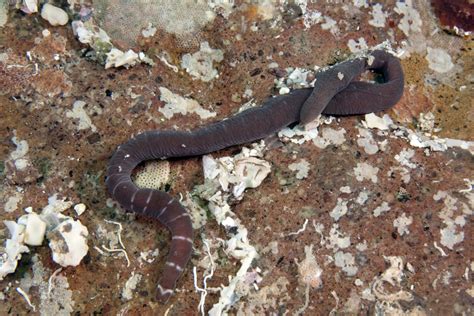  Nemertine: Kann dieses schlaue Wurm-Paradoxon wirklich durch Wasser atmen?