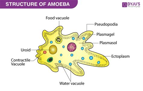  Quassia amœbiformis: Eine geheimnisvolle Amöbe, die sich wie ein Schleim-Ninja durch den Mikrokosmos bewegt!