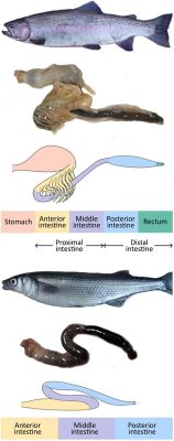  Quingyangia! Eine parasitäre Reise durch den Darm von Fischen