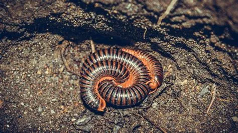  Quo vadis: Millipede mit tausend Beinen – ein faszinierendes Geschöpf der Unterwelt