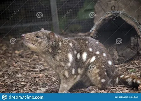  Quoll! Ein bezauberndes Beuteltier mit einer Vorliebe für Insekten und ein unkonventionelles Aussehen