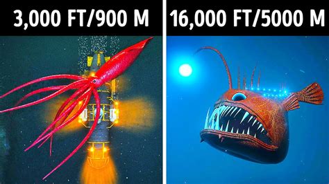  Rostella! Eine faszinierende Reise zu den Tiefen des Ozeans