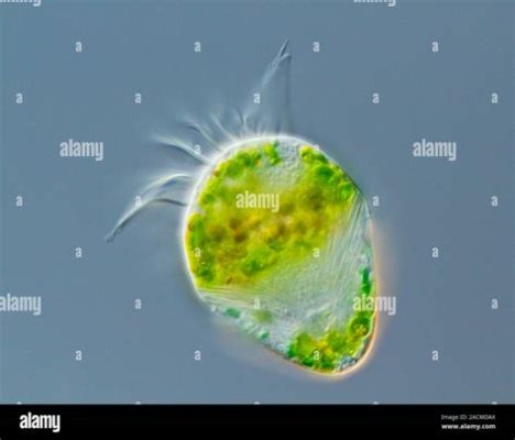  Strombidium! Ein faszinierendes Ciliat mit einer Vorliebe für Algen und ein Meister der Fortbewegung