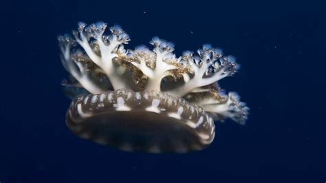  Unidentified Underwater Umbrella: Discover the Mysterious Life Cycle of the Upside-Down Jellyfish!