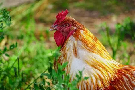  Vögel-Hahn! Ein faszinierendes Portrait der knorrigen Bewohner des Meeres