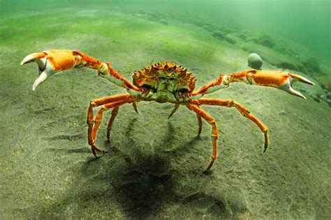  Webfoot Spider Crab! A Tiny Creature With Massive Claws and an Unbelievable Appetite