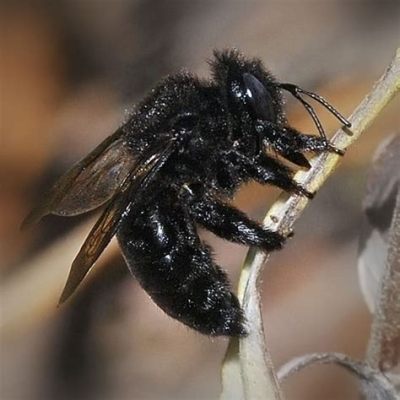  Xylocopa: Mit einem scharfen Stachel bewaffnet, kriecht die geheimnisvolle Xylocopa durch das dunkle Unterholz!