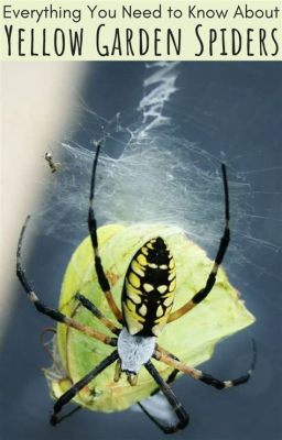  Yellow Garden Spider: Wie dieses achtbeinige Meisterwerk die Sonne einfangen und seine Beute vernaschen kann!